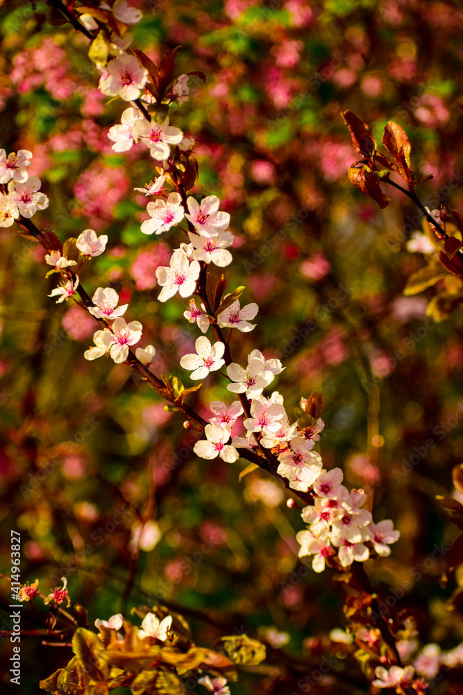 Spring Flowers , Daisy, Cherry Blossoms , Purple flower Spring Flowers , Daisy, Cherry Blossoms , Purple flower