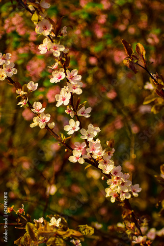 Spring Flowers , Daisy, Cherry Blossoms , Purple flower