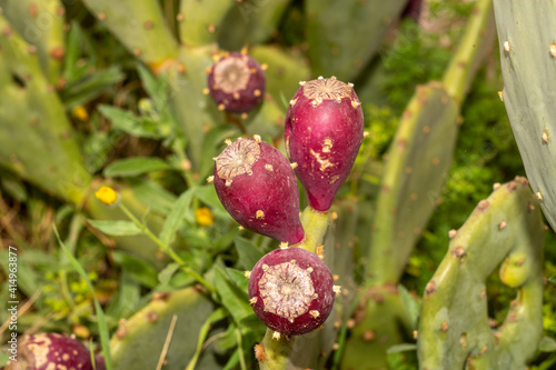 cactus in bloom