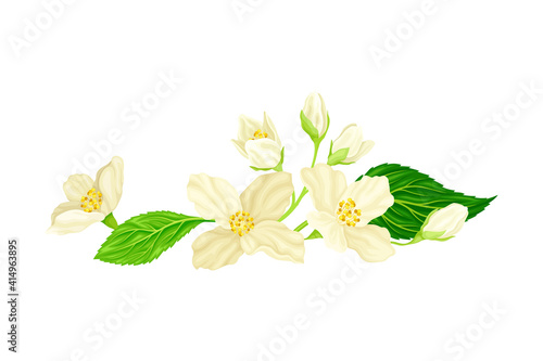 Jasmine White Fragrant Flowers with Green Leaves Closeup View Vector Illustration