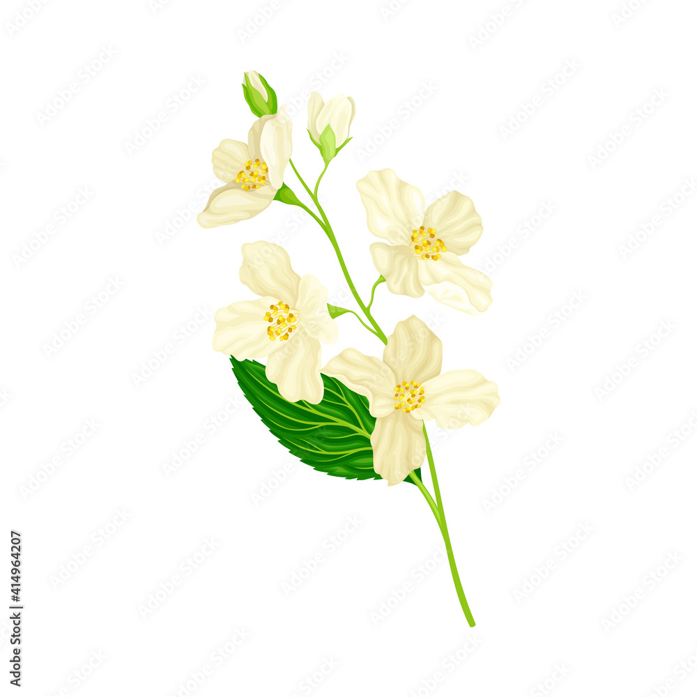 Branch of White Jasmine Fragrant Flowers on Stem with Green Leaves Closeup View Vector Illustration