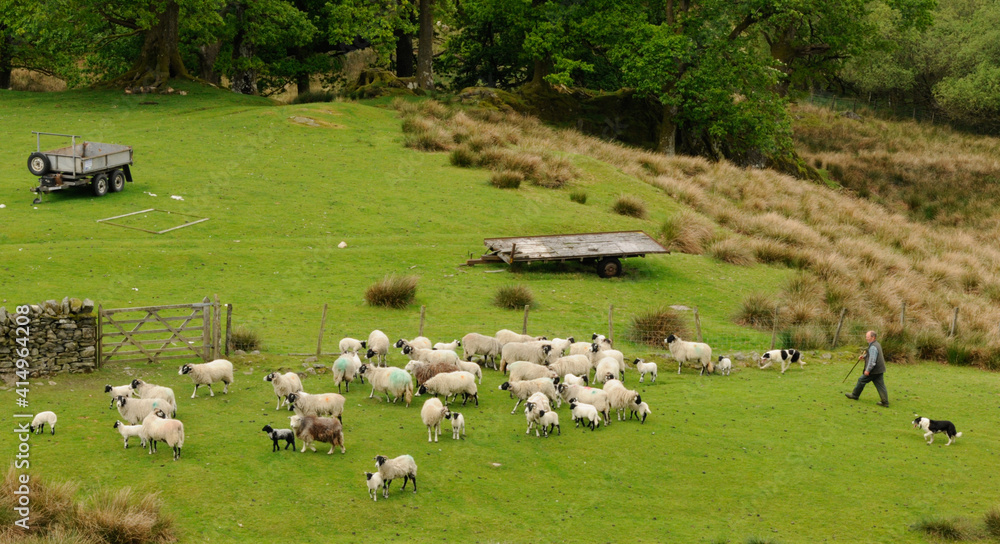 shepherd and dogs with herd of sheep