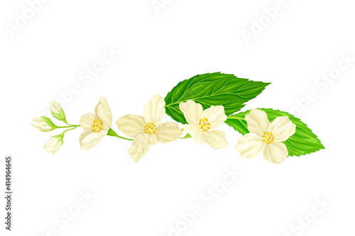 Jasmine White Fragrant Flowers with Green Leaves Closeup View Vector Illustration