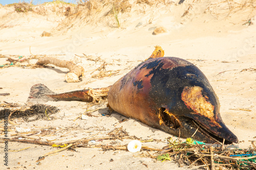 Un delfín muerto es encontrado en la arena de la playa rodeado de plásticos y basura photo