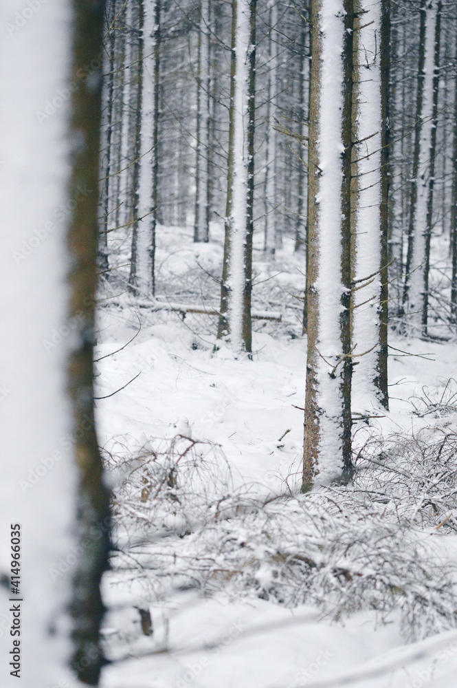 Landscape photo of snow on forest trees in winter Landscape photo of snow on forest trees in winter