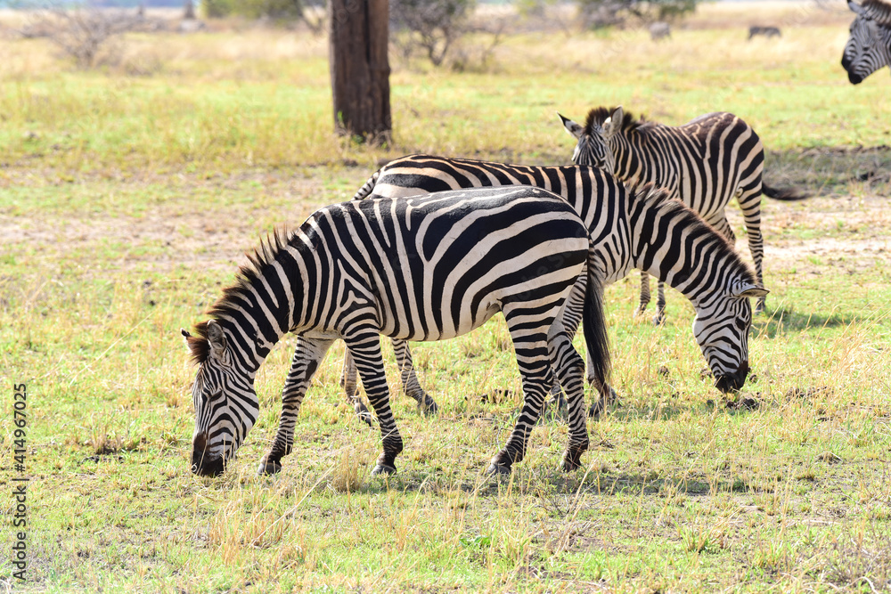 Zebras im Tarangire-Nationalpark in Tansania Zebras im Tarangire-Nationalpark in Tansania