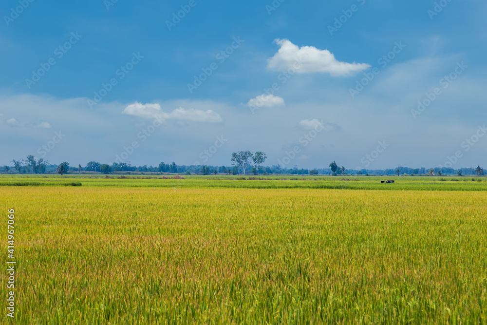 Rice fields with cooked yellow rice
Paddy fields in central Thailand