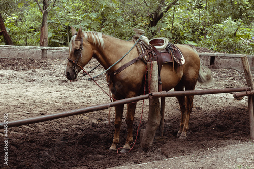 Caballo en un establo