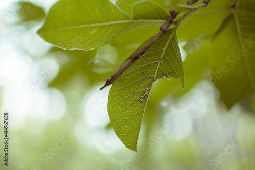 Hoja verde cortada por la mitad