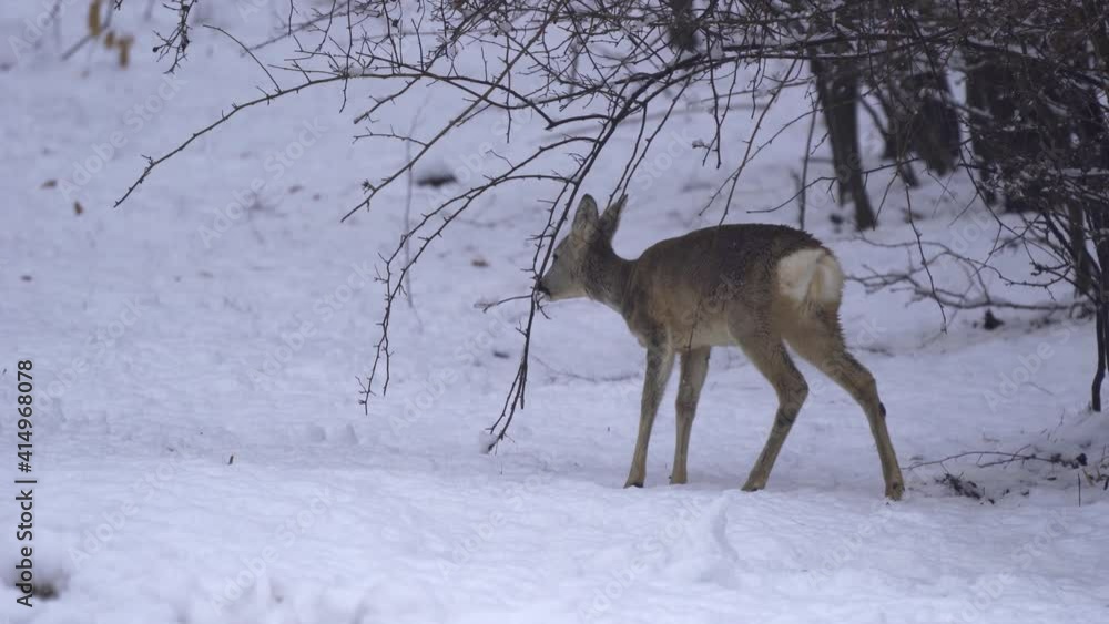 Roe deer in the snow Roe deer in the snow