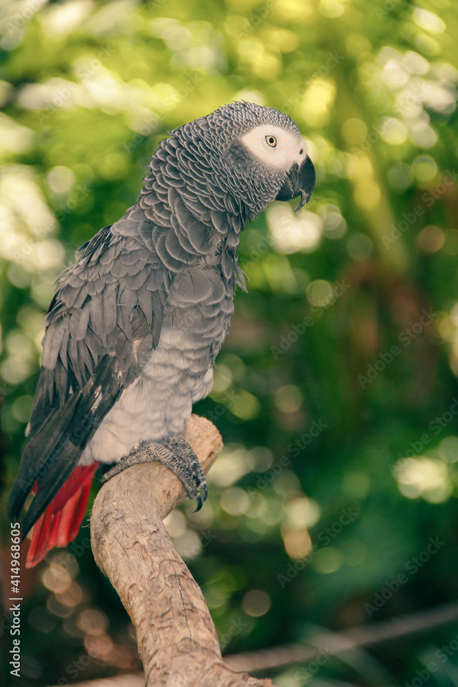 A colorful macaw parrot closeup... A colorful macaw parrot closeup...