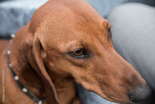 Dachshund Dog. Portrait of a dog on a man’s lap.