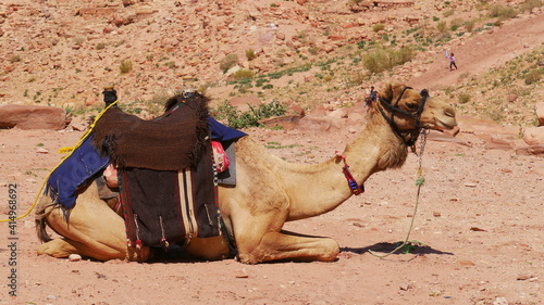 Kamel wartet auf Touristen