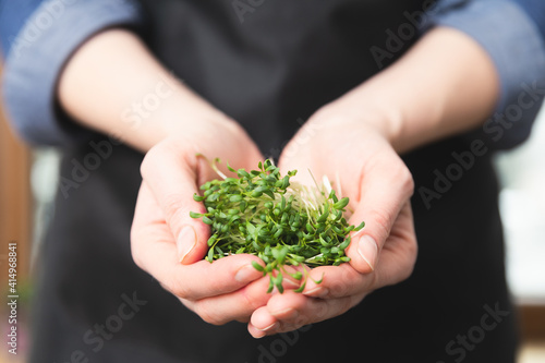 Women holding in hands microgreens cutted sprouts. Healthy superfood eating concept.