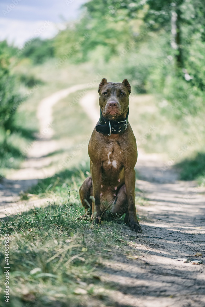 Young handsome pit bull terrier in the summer forest. Young handsome pit bull terrier in the summer forest.
