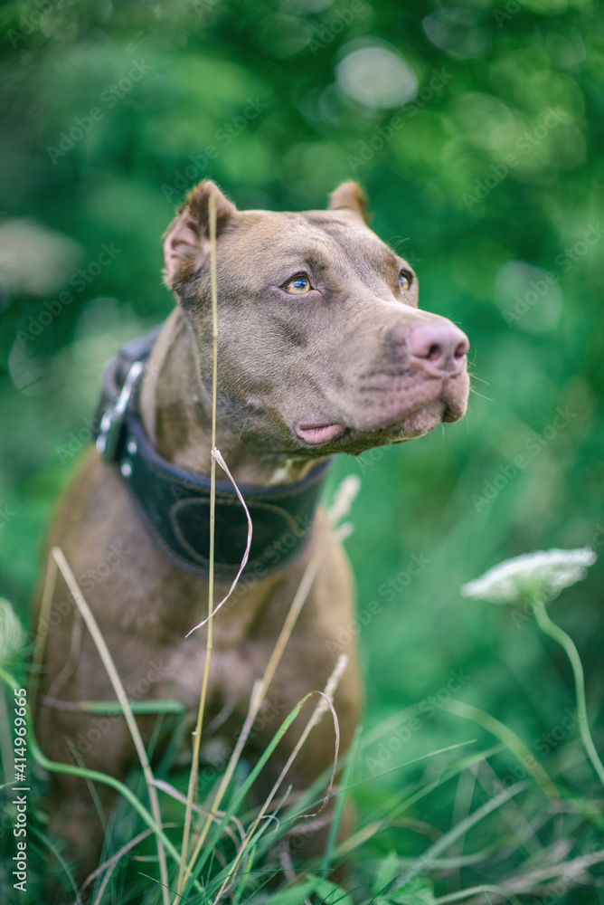 Young handsome pit bull terrier in the summer forest.