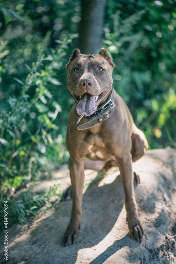 Young handsome pit bull terrier in the summer forest. Young handsome pit bull terrier in the summer forest.