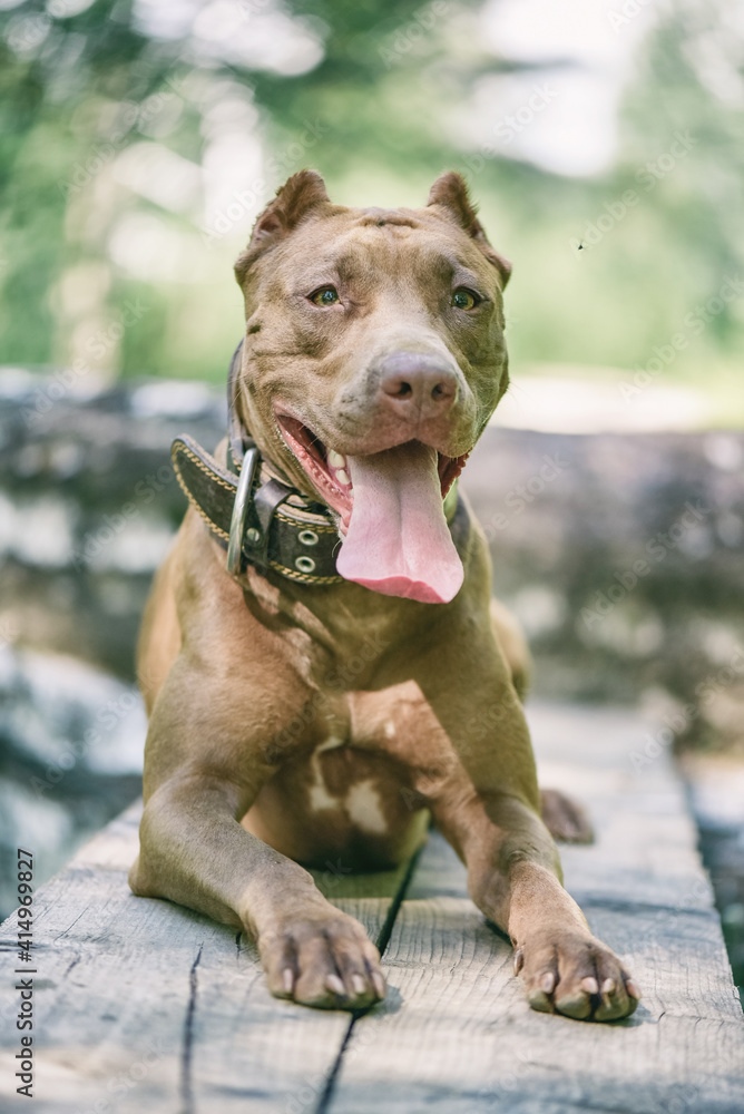 Young handsome pit bull terrier in the summer forest. Young handsome pit bull terrier in the summer forest.