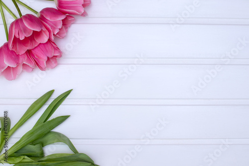 Purple-pink tulips on a white background, spring and Easter card, top view, place for text