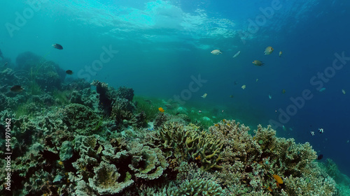 Beautiful underwater world with coral reef and tropical fishes. Philippines. Travel vacation concept © Alex Traveler