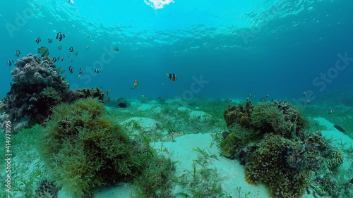 Underwater Scene Coral Reef. Underwater sea fish. Tropical reef marine. Colourful underwater seascape. Philippines.