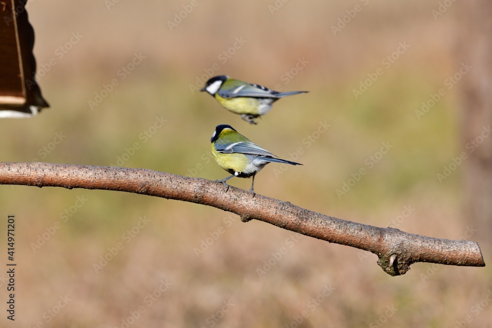 Great tit sitting on a tree branch in winter snow Great tit sitting on a tree branch in winter snow