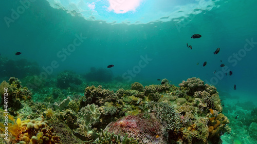 Underwater Colorful Tropical Fishes. Tropical underwater sea fishes. Philippines.