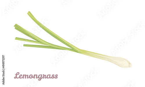 Lemongrass isolated on white background. Vector illustration of aromatic herb in cartoon flat style.