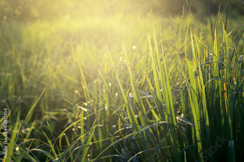 Lemongrass grown in the vegetable garden  herbs have medicinal properties.