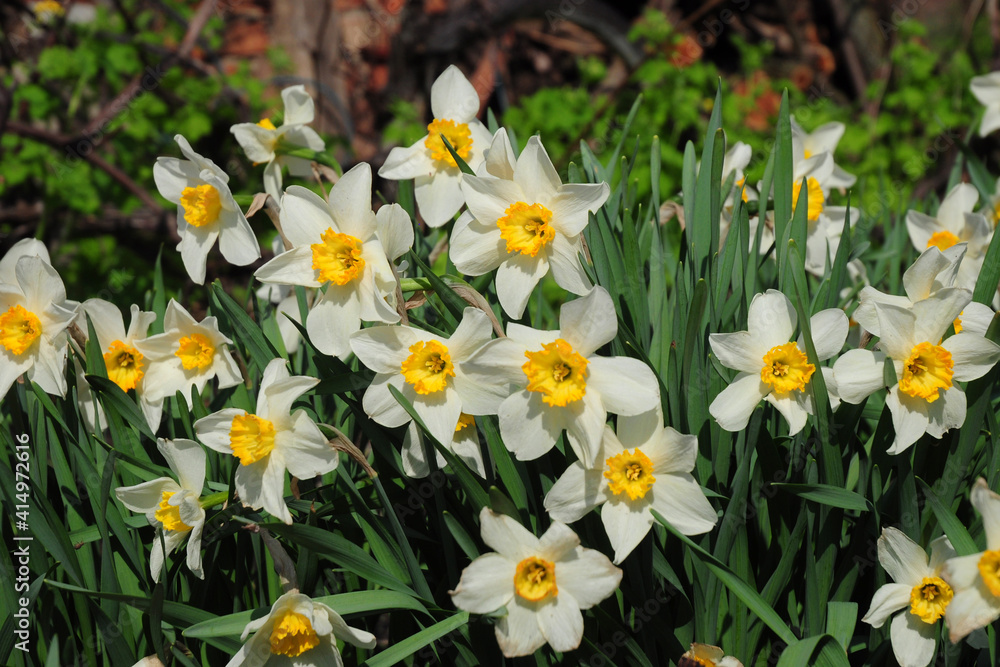 Spring beauty: beautiful narcissus, white and yellow daffodils blooming richly in the flowerbed in spring. Spring bulb flowers of small cupped daffodils.