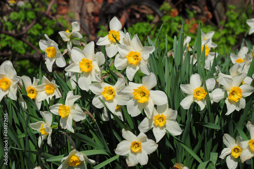 Spring beauty: beautiful narcissus, white and yellow daffodils blooming richly in the flowerbed in spring. Spring bulb flowers of small cupped daffodils.