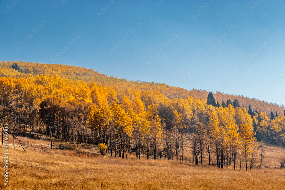 Fall colours in the Big C Country. MD of Big Horn, Alberta, Canada