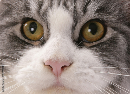 Maine Coon adult cat closeup