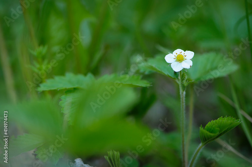 wild strawberry flower. Strawberry flowers in the forest. Small white flowers. wild forest strawberry, small white flower with green leaves, blooms in spring, close-up, bokeh. natural background
