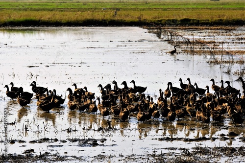 A flock of ducks in a watery field © Campin 