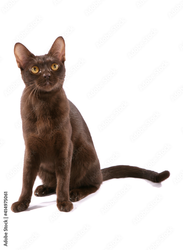 Asian brown adult cat Asian brown adult cat