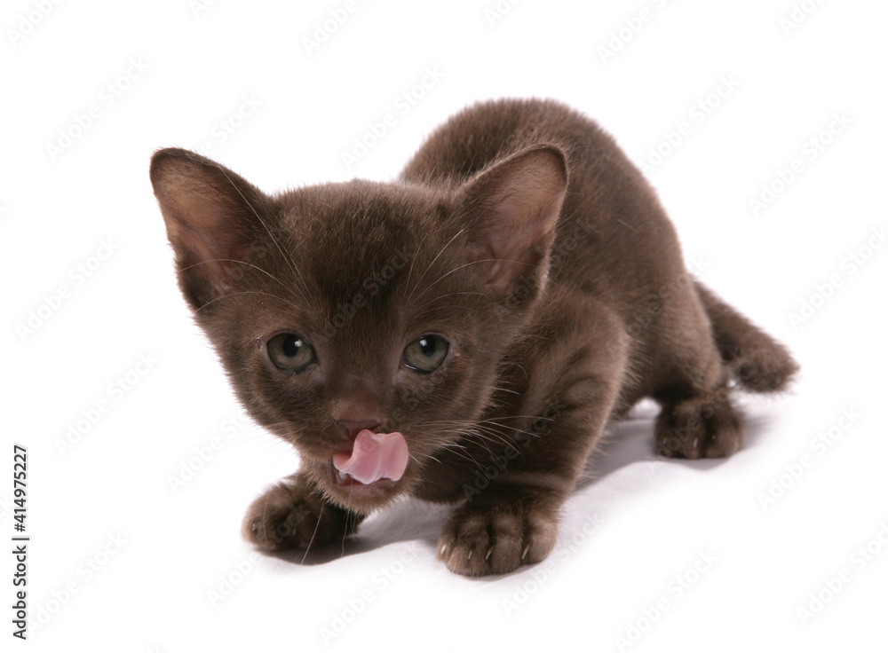 Asian brown kitten
