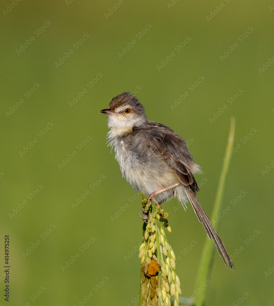 Plain Prinia perching on the rice field with green blur background Plain Prinia perching on the rice field with green blur background