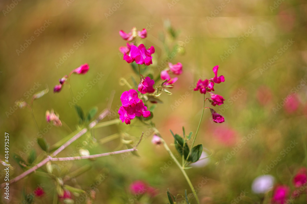 Mouse pea flowers on a blurred background. Close-up. Selective focus. Mouse pea flowers on a blurred background. Close-up. Selective focus.