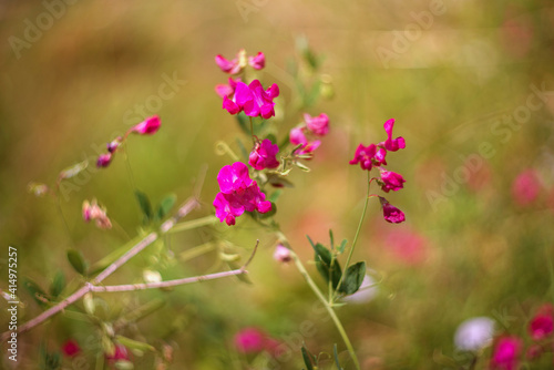 Mouse pea flowers on a blurred background. Close-up. Selective focus.