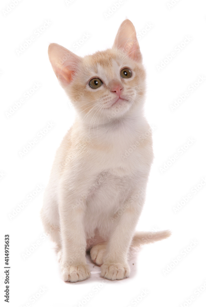 Burmese cream kitten