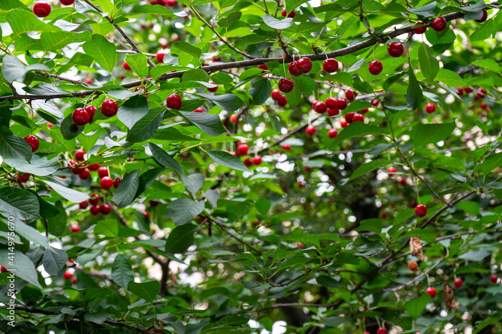 Red ripe cherry growing on a tree.