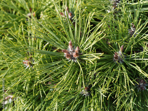 Pin mugo (Pinus mugo) ou pin de montagne, arbuste buissonnant, branches rampantes à port sphérique, au feuillage dense à aiguilles vert foncé ou vif à vert ambré très décoratives