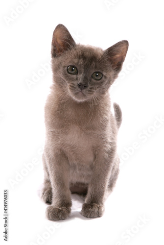 Fototapeta Naklejka Na Ścianę i Meble -  Burmese blue kitten