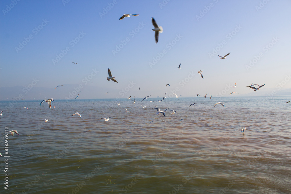 Seagulls flying above the sea