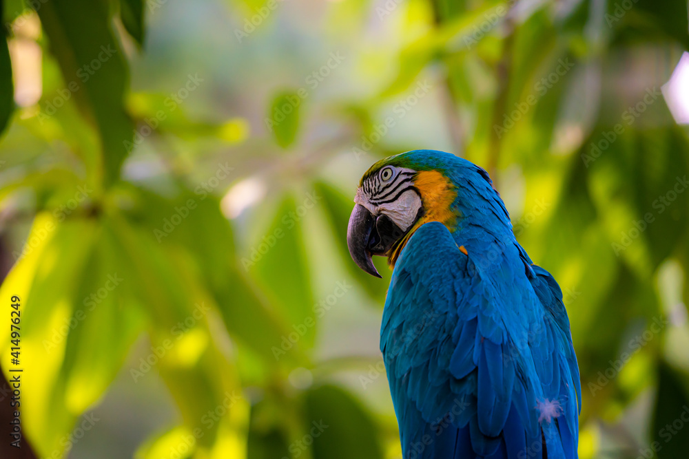 Fototapeta premium Macaw parrots bird in forest close up