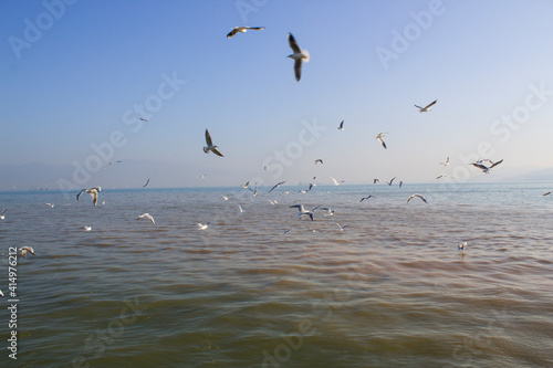 Seagulls flying above the sea
