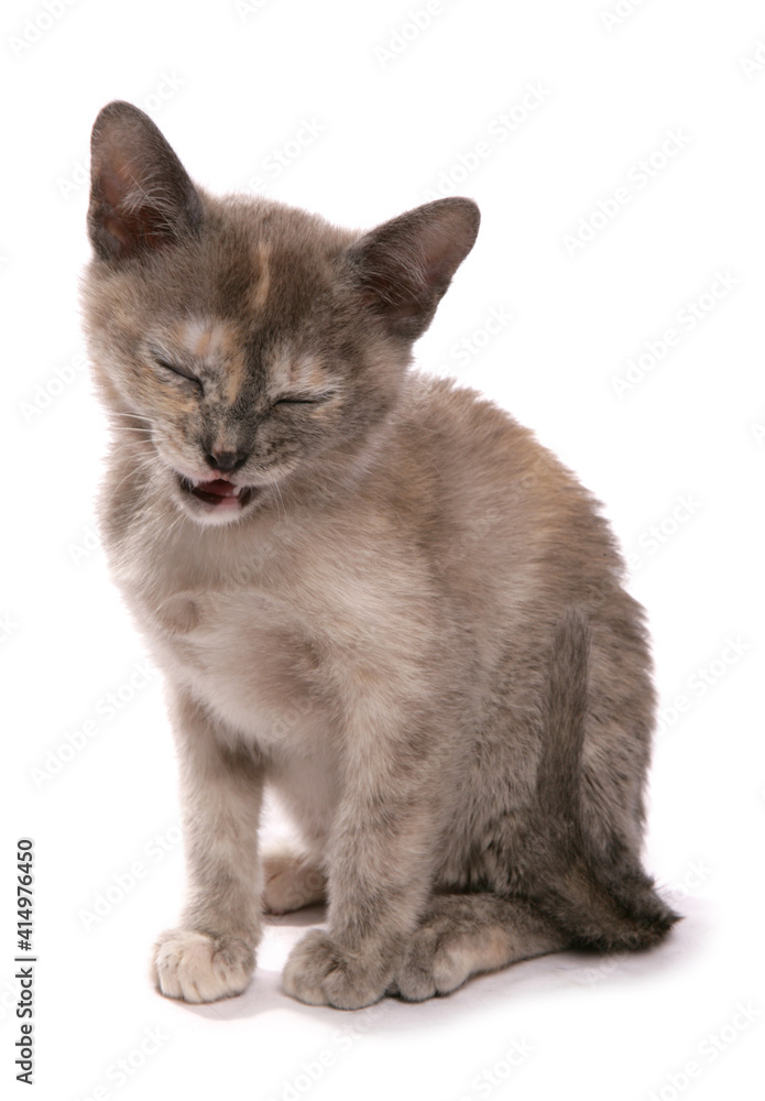 Obraz premium Burmese blue tortie Kitten