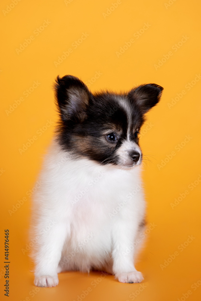 Small dogs of breed Papillon on the background
