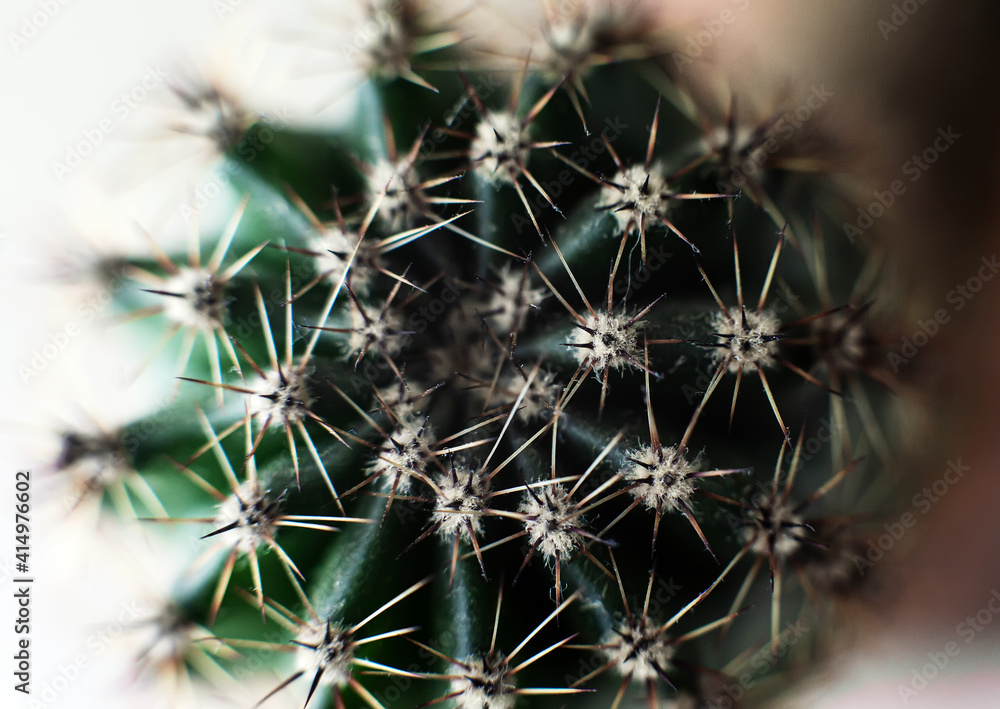 Close up macro cactus green head with sharp prickly needles thorns and dust, houseplant background, gardening hobby Close up macro cactus green head with sharp prickly needles thorns and dust, houseplant background, gardening hobby